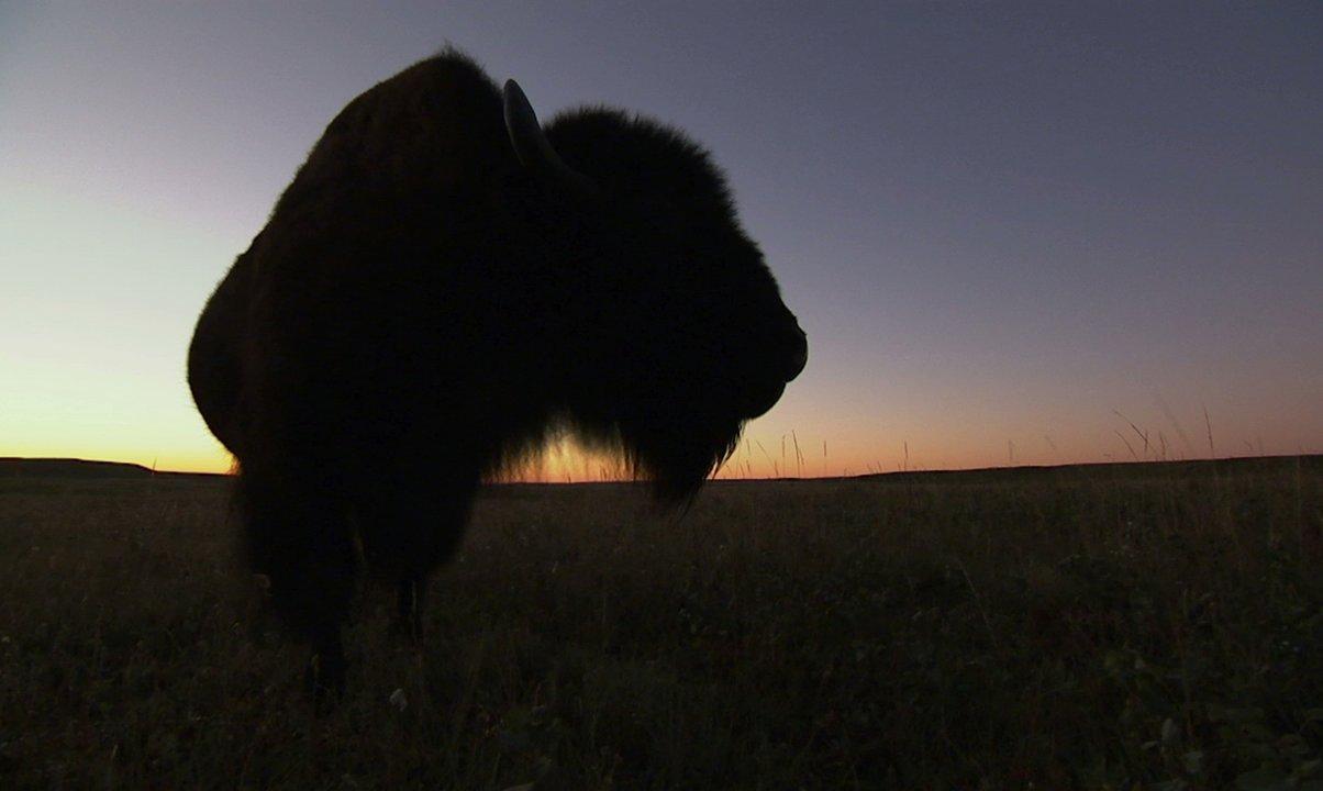 Facing The Storm Story Of The American Bison